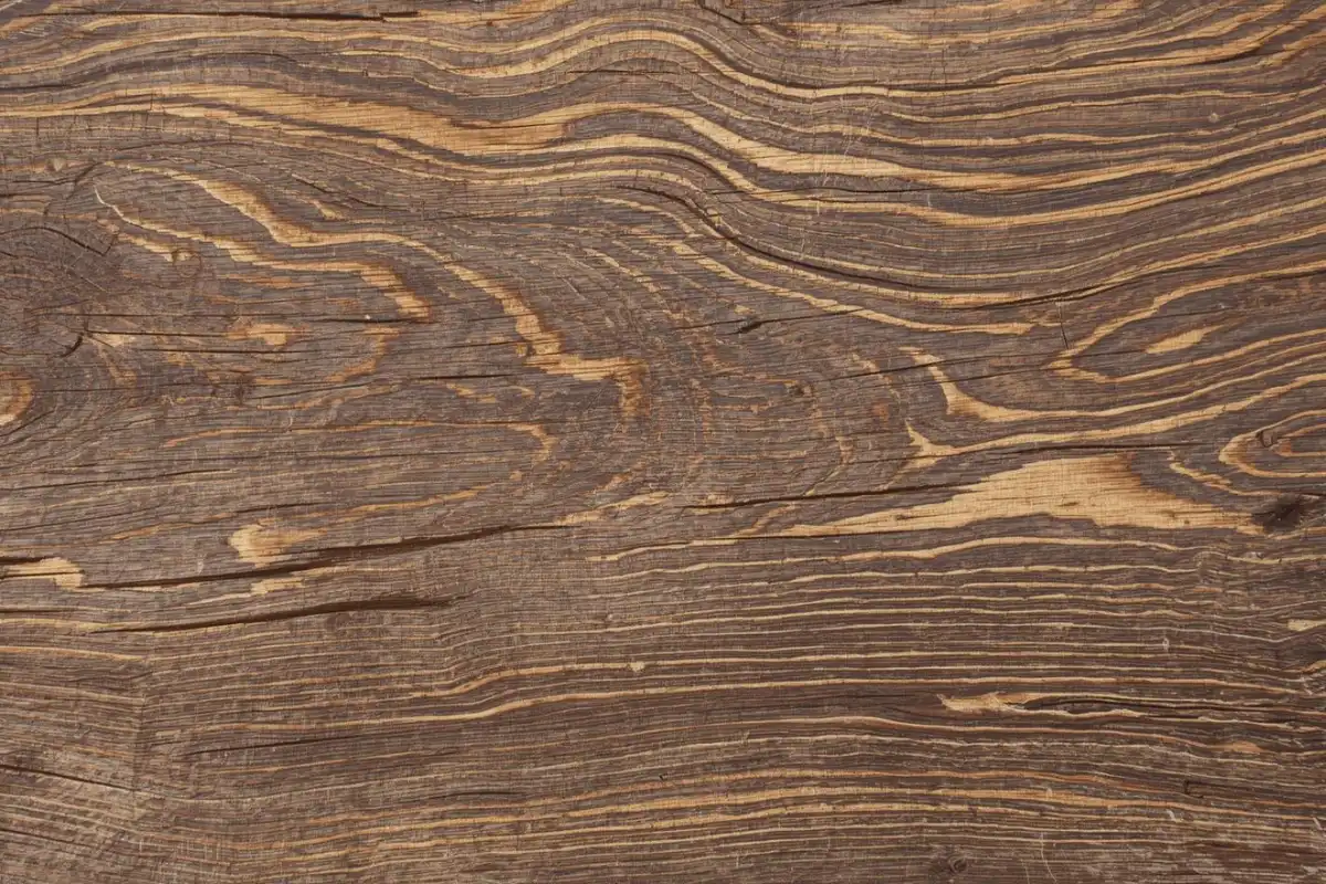 Selecting mature Diyar wood for chess piece production